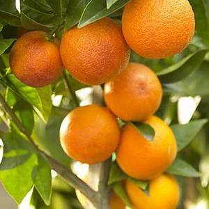 moro-blood-orange-tree