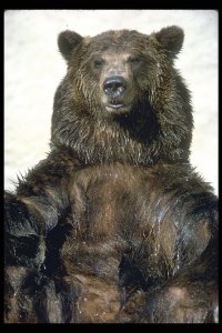 grizzlybear