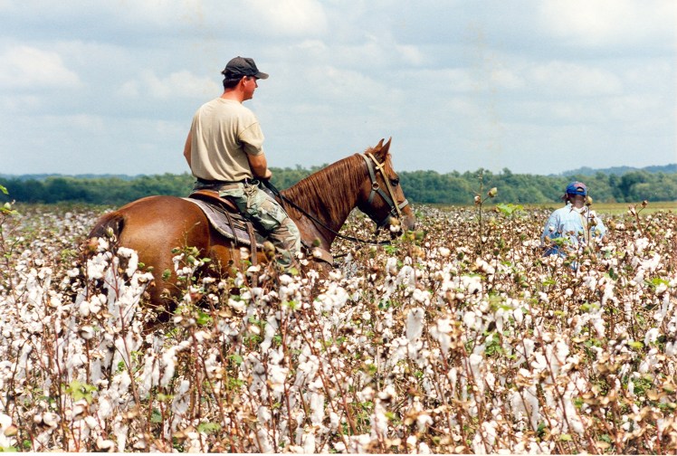 Cotton Picking Farm Line 16 1998
